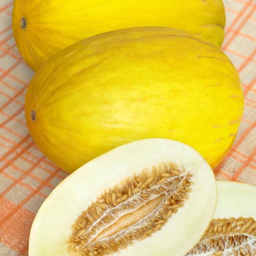 Дыня Медовая гигантская  изображение 1 артикул 65105