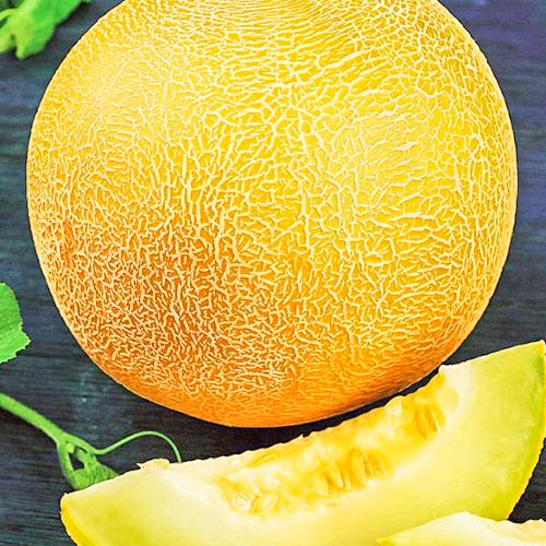 Дыня Медовый спас Уральский дачник артикул фото 1 Дыня Медовый спас Уральский дачник изображение 1 артикул 83116