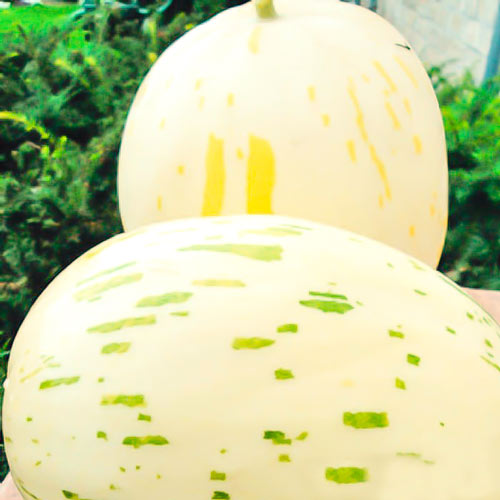 Дыня Серебряная звезда F1 артикул фото 1 Дыня Серебряная звезда F1 изображение 1 артикул 71286