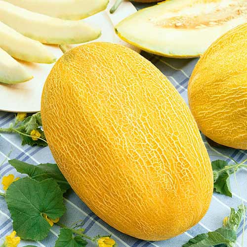 Дыня Сладкий ананас F1, семена изображение 1 артикул 65106