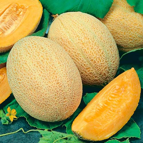 Дыня Сладострастница F1 Седек артикул фото 1 Дыня Сладострастница F1 Седек изображение 1 артикул 84876