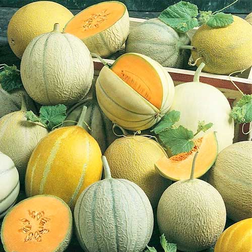 Дыня Суперранних сортов, смесь сортов Уральский дачник изображение 1 артикул 74158
