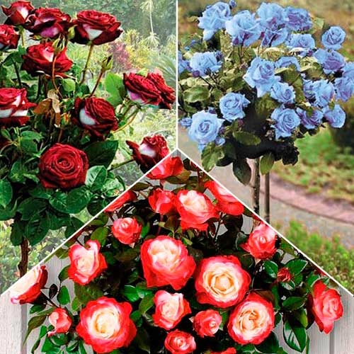 Суперпредложение! Комплект роз штамбовых из 3-х саженцев изображение 1 артикул 2854