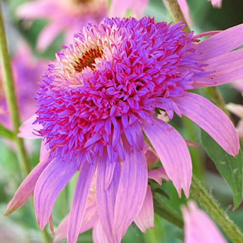 Эхинацея Дабл Делайт изображение 3 артикул 7205
