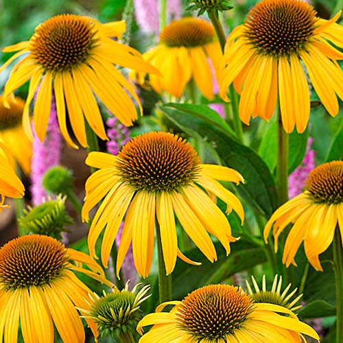 Эхинацея Харвест Мун изображение 1 артикул 76626