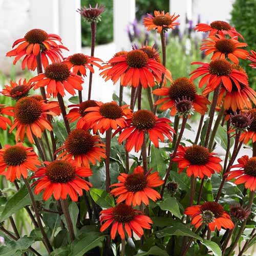 Эхинацея Хот Лава изображение 1 артикул 68788