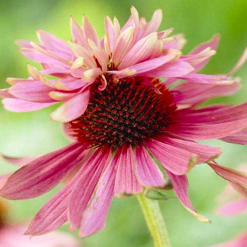 Эхинацея Индика изображение 1 артикул 70471