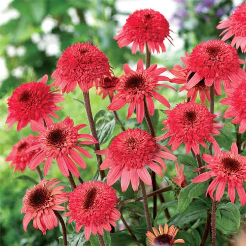 Эхинацея Корал Риф артикул фото 1 Эхинацея Корал Риф изображение 1 артикул 68784