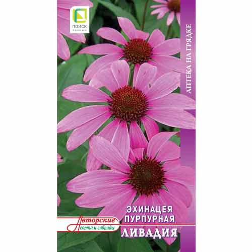 Эхинацея Ливадия Поиск изображение 1 артикул 93174