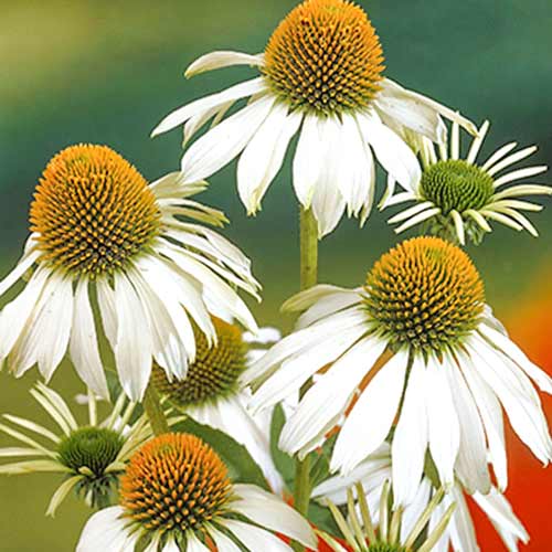 Эхинацея пурпурная Альба артикул фото 1 Эхинацея пурпурная Альба изображение 1 артикул 01428