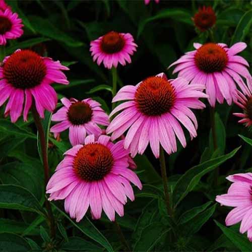 Эхинацея пурпурная Брайт Роуз артикул фото 1 Эхинацея пурпурная Брайт Роуз изображение 1 артикул 01429