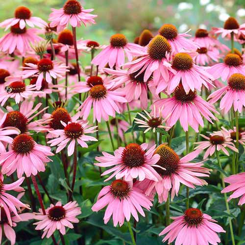 Эхинацея пурпурная Пурпл артикул фото 1 Эхинацея пурпурная Пурпл изображение 1 артикул 68353