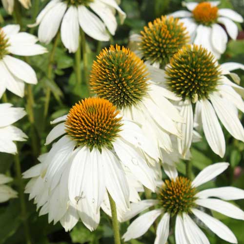 Эхинацея пурпурная Уайт артикул фото 1 Эхинацея пурпурная Уайт изображение 1 артикул 68355