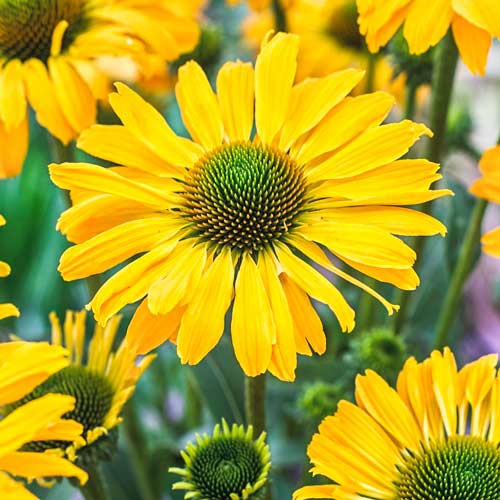 Эхинацея пурпурная Йеллоу изображение 1 артикул 76437