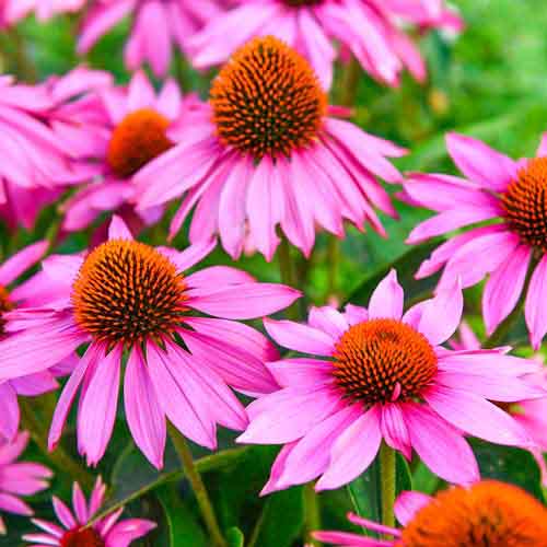 Эхинацея пурпурная артикул фото 1 Эхинацея пурпурная изображение 1 артикул 01427