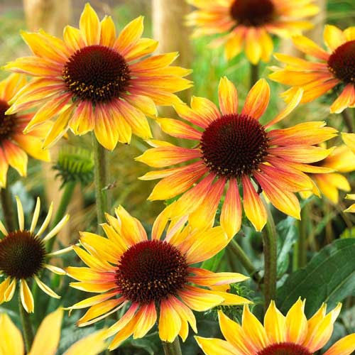 Эхинацея Секрет Глоу изображение 1 артикул 68785