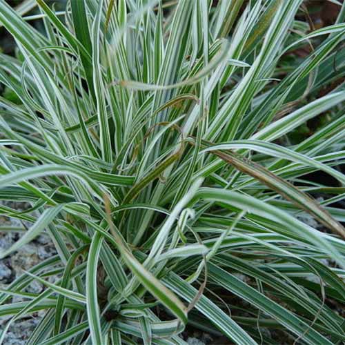 Ежа сборная Вариегата изображение 1 артикул 01340