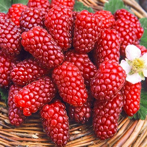 Ежемалина Гигант изображение 1 артикул 7511