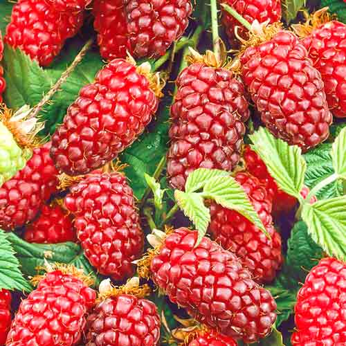 Ежемалина Тайберри Медана изображение 1 артикул 7510