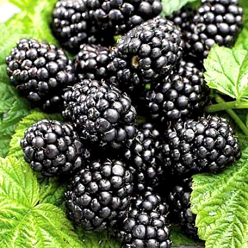 Ежевика Лох-Несс артикул фото 1 Ежевика Лох-Несс изображение 1 артикул 4973