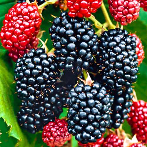 Ежевика Биг Макс XXL изображение 1 артикул 7500