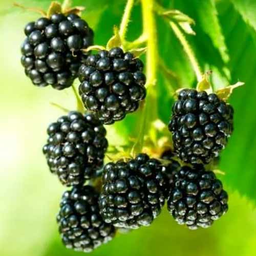 Ежевика Блек Джем изображение 1 артикул 1616