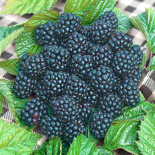 Ежевика Блэк Джевел артикул фото 1 Ежевика Блэк Джевел изображение 1 артикул 4317