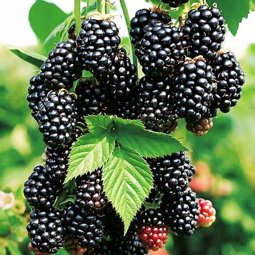 Ежевика Блэк Каскад изображение 1 артикул 7625