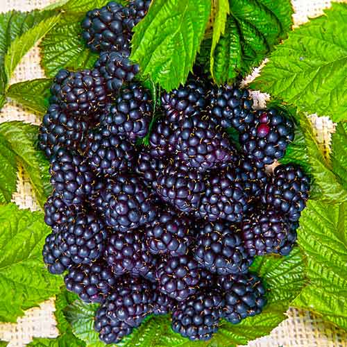 Ежевика Блэк Сатин изображение 1 артикул 7626