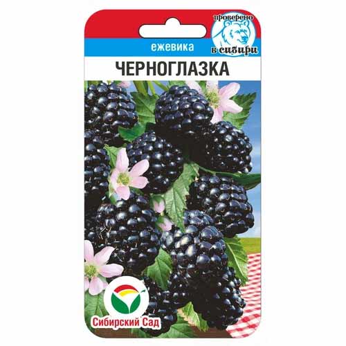 Ежевика Черноглазка Сибирский сад изображение 1 артикул 88109