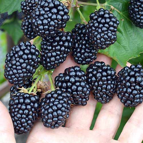 Ежевика Честер изображение 1 артикул 4327