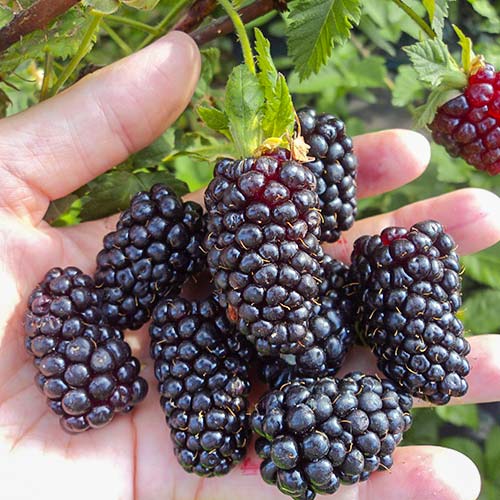 Ежевика Дарроу изображение 1 артикул 7673