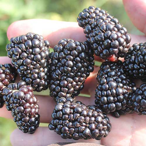 Ежевика Джамбо артикул фото 1 Ежевика Джамбо изображение 1 артикул 4318