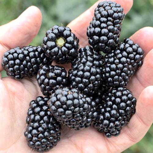 Ежевика Лох-Несс артикул фото 2 Ежевика Лох-Несс изображение 2 артикул 4973