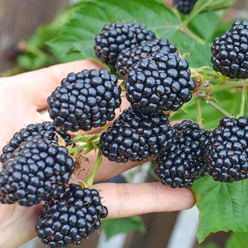 Ежевика Лох Тей изображение 1 артикул 4320