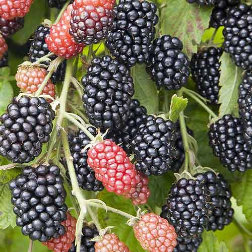 Ежевика Небеса могут подождать изображение 1 артикул 4321