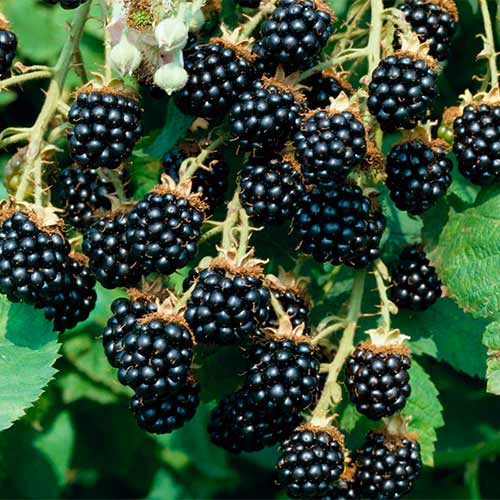 Ежевика ремонтантная Прайм Арк Фридом изображение 1 артикул 01244