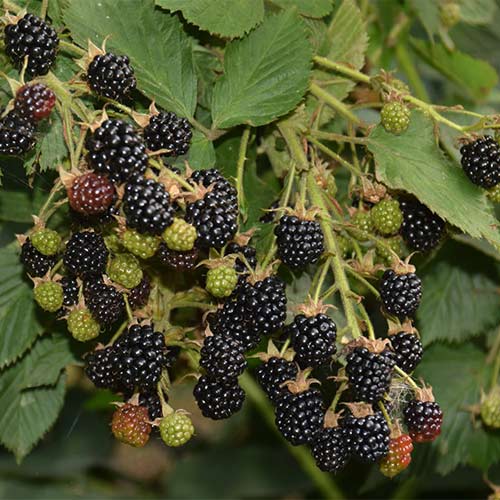 Ежевика ремонтантная Прайм Арк Тревелер артикул фото 1 Ежевика ремонтантная Прайм Арк Тревелер изображение 1 артикул 01243