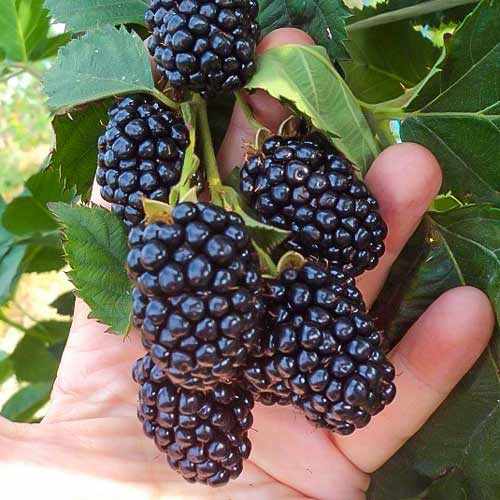 Ежевика Блэк Мэджик изображение 1 артикул 7505