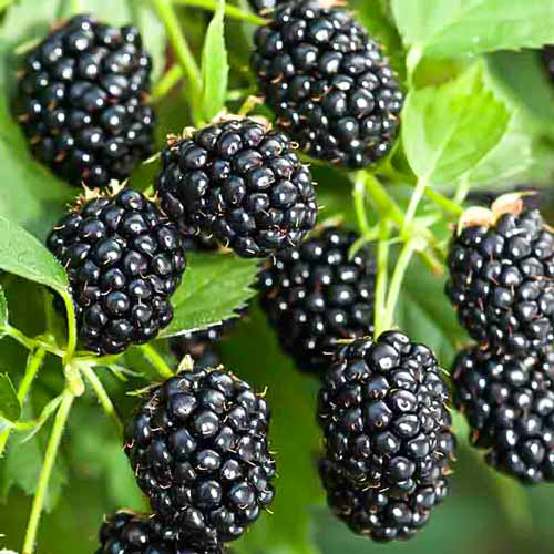 Ежевика ремонтантная Рубен изображение 1 артикул 7507