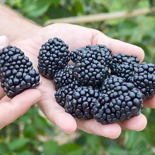 Ежевика Рубен изображение 1 артикул 4323