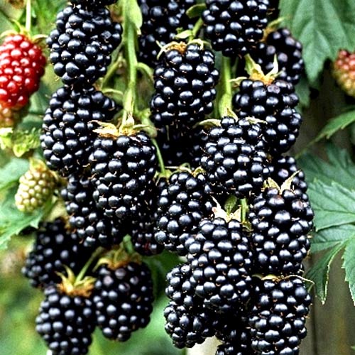 Ежевика Торнфри изображение 1 артикул 4324