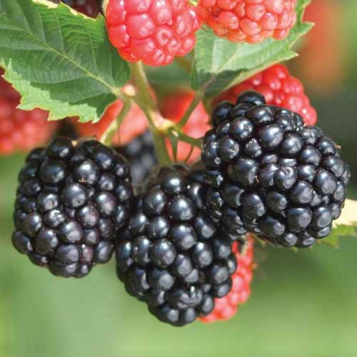 Ежевика Тройная Корона артикул фото 1 Ежевика Тройная Корона изображение 1 артикул 4325