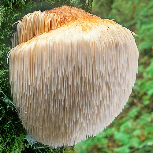 Ежовик гребенчатый изображение 1 артикул 9778