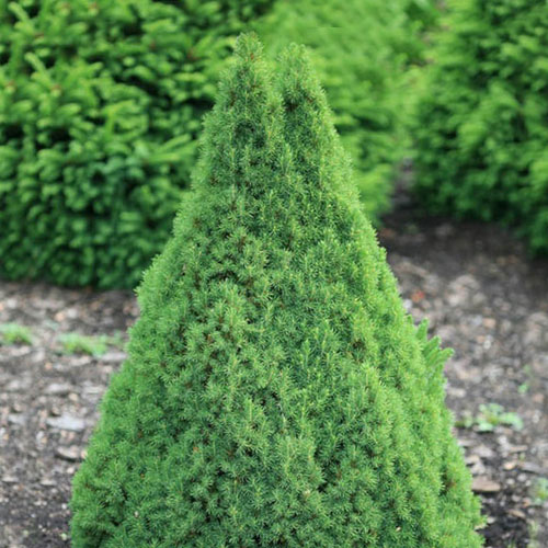 Ель канадская (сизая) Коника изображение 1 артикул 9400