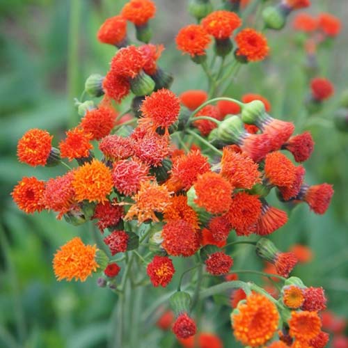 Эмилия огненный салют Русский огород НК изображение 1 артикул 85008