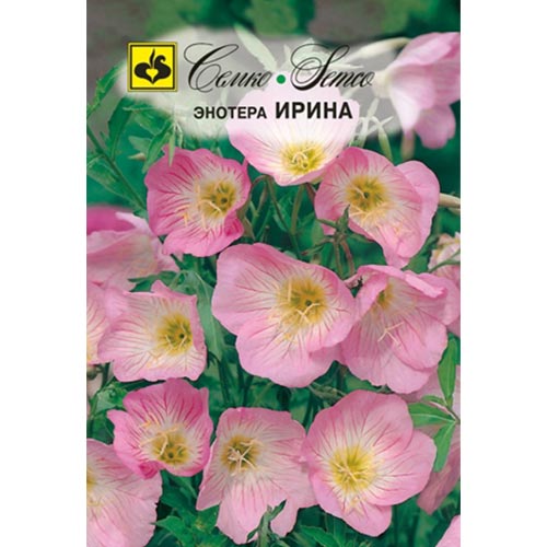 Энотера Ирина Семко изображение 1 артикул 94302