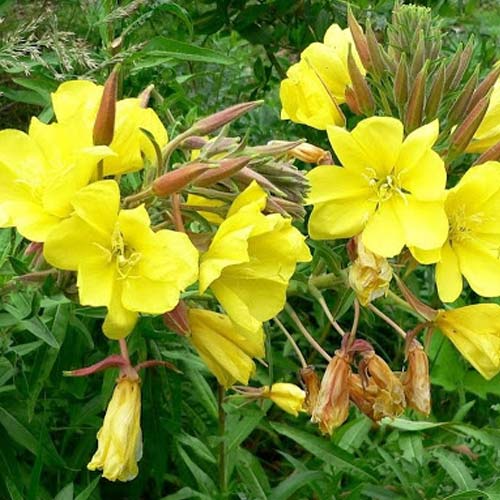 Энотера Ночная свеча Русский огород НК изображение 1 артикул 85009