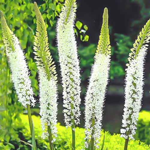 Эремурус Гималайский изображение 1 артикул 67347