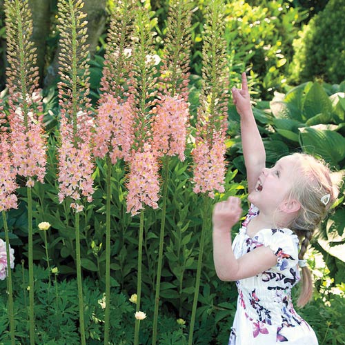 Эремурус  Робустус артикул фото 2 Эремурус  Робустус изображение 2 артикул 4757_1